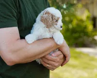 Brioche, a male Cavapoo for sale in Thatcher, AZ – 7 of 10