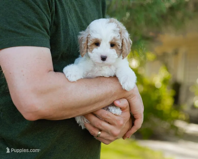 Brioche – Cavapoo puppy for sale in Thatcher, AZ