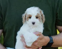 Brioche, a male Cavapoo for sale in Thatcher, AZ – 2 of 10