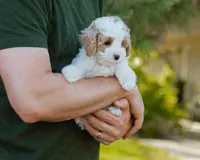 Brioche, a male Cavapoo for sale in Thatcher, AZ – 6 of 10