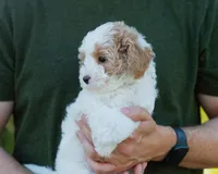 Brioche, a male Cavapoo for sale in Thatcher, AZ – 3 of 10