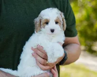 Brioche, a male Cavapoo for sale in Thatcher, AZ – 4 of 10