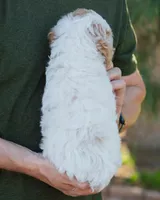 Brioche, a male Cavapoo for sale in Thatcher, AZ – 10 of 10