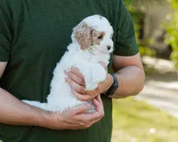 Brioche, a male Cavapoo for sale in Thatcher, AZ – 5 of 10