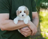 Brioche, a male Cavapoo for sale in Thatcher, AZ – 9 of 10