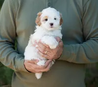 Pilot, a male Shihpoo for sale in Thatcher, AZ – 3 of 10