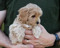 Mocha, a male Cavapoo for sale in Thatcher, AZ – 3 of 10