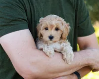 Mocha, a male Cavapoo for sale in Thatcher, AZ – 8 of 10