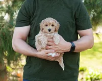Mocha, a male Cavapoo for sale in Thatcher, AZ – 2 of 10