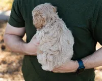 Mocha, a male Cavapoo for sale in Thatcher, AZ – 10 of 10