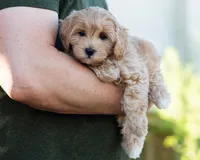 Mocha, a male Cavapoo for sale in Thatcher, AZ – 9 of 10