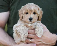 Mocha, a male Cavapoo for sale in Thatcher, AZ – 5 of 10