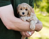 Mocha, a male Cavapoo for sale in Thatcher, AZ – 7 of 10