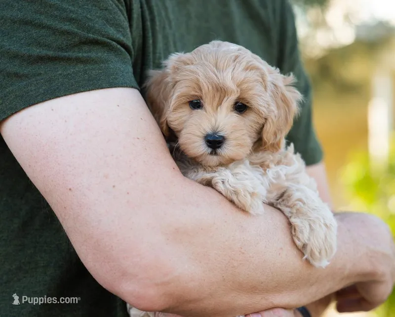 Mocha – Cavapoo puppy for sale in Thatcher, AZ