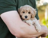 Mocha, a male Cavapoo for sale in Thatcher, AZ – 1 of 10