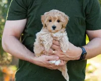 Mocha, a male Cavapoo for sale in Thatcher, AZ – 4 of 10
