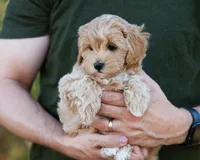Mocha, a male Cavapoo for sale in Thatcher, AZ – 6 of 10