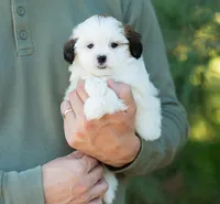 Pippa, a female Shihpoo for sale in Thatcher, AZ – 1 of 10