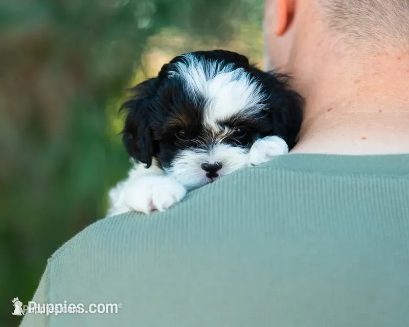 Pongo, a male Shihpoo for sale in Thatcher, AZ – 1 of 10