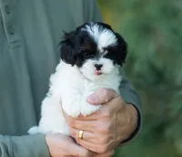Pongo, a male Shihpoo for sale in Thatcher, AZ – 4 of 10