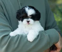 Pongo, a male Shihpoo for sale in Thatcher, AZ – 8 of 10