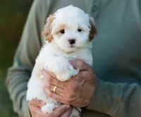 Pilot, a male Shihpoo for sale in Thatcher, AZ – 2 of 10
