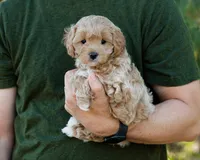 Biscotti, a male Cavapoo for sale in Thatcher, AZ – 3 of 10