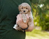 Biscotti, a male Cavapoo for sale in Thatcher, AZ – 7 of 10