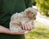 Biscotti, a male Cavapoo for sale in Thatcher, AZ – 4 of 10