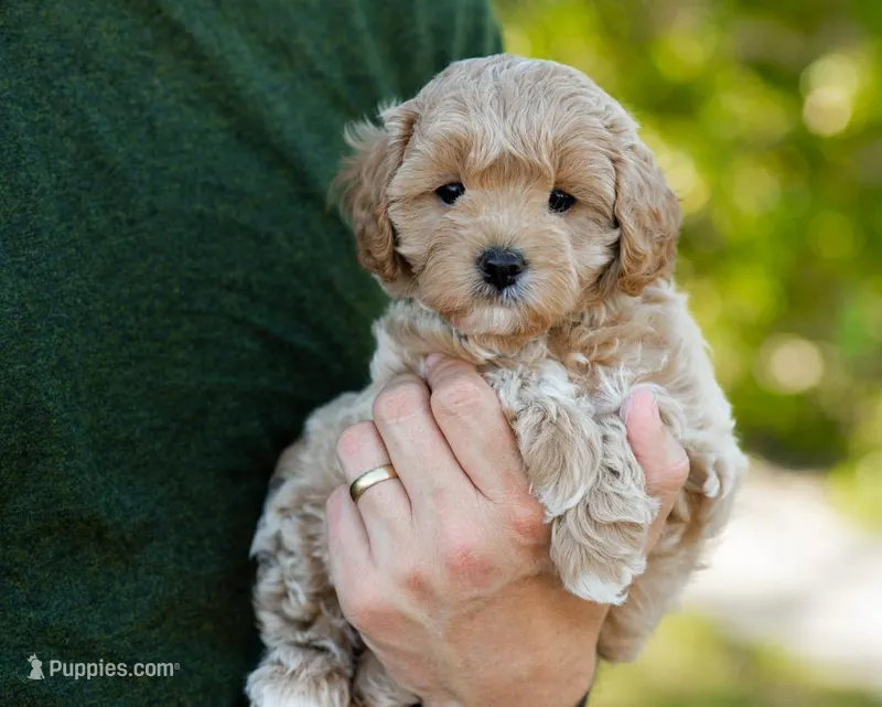Biscotti – Cavapoo puppy for sale in Thatcher, AZ