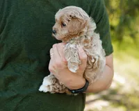 Biscotti, a male Cavapoo for sale in Thatcher, AZ – 6 of 10