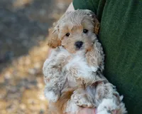 Biscotti, a male Cavapoo for sale in Thatcher, AZ – 10 of 10