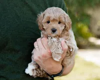 Biscotti, a male Cavapoo for sale in Thatcher, AZ – 5 of 10