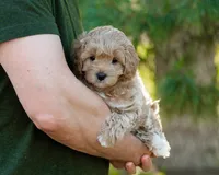 Biscotti, a male Cavapoo for sale in Thatcher, AZ – 9 of 10
