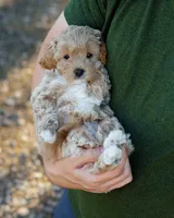 Biscotti, a male Cavapoo for sale in Thatcher, AZ – 2 of 10