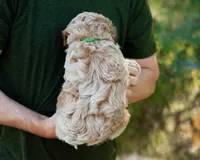 Biscotti, a male Cavapoo for sale in Thatcher, AZ – 8 of 10