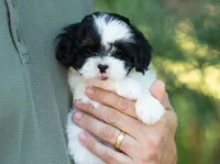 Pongo, a male Shihpoo for sale in Thatcher, AZ – 2 of 10