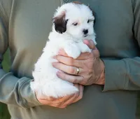 Pippa, a female Shihpoo for sale in Thatcher, AZ – 8 of 10