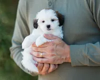 Pippa, a female Shihpoo for sale in Thatcher, AZ – 3 of 10