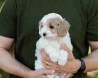 Latte, a female Cavapoo for sale in Thatcher, AZ – 2 of 10