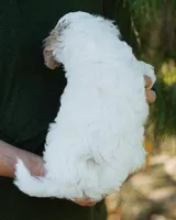 Latte, a female Cavapoo for sale in Thatcher, AZ – 10 of 10