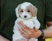 Latte, a female Cavapoo for sale in Thatcher, AZ – 3 of 10