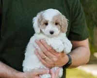 Latte, a female Cavapoo for sale in Thatcher, AZ – 5 of 10