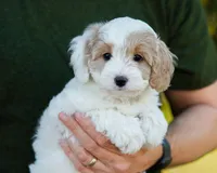 Latte, a female Cavapoo for sale in Thatcher, AZ – 7 of 10