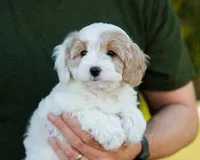 Latte, a female Cavapoo for sale in Thatcher, AZ – 9 of 10