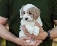 Latte, a female Cavapoo for sale in Thatcher, AZ – 6 of 10