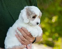 Latte, a female Cavapoo for sale in Thatcher, AZ – 8 of 10
