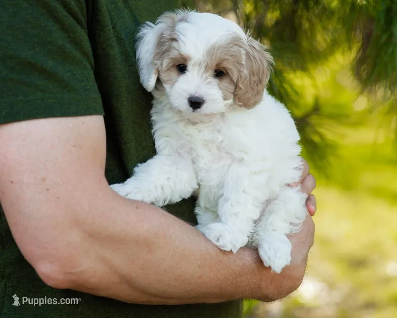 Latte – Cavapoo puppy for sale in Thatcher, AZ