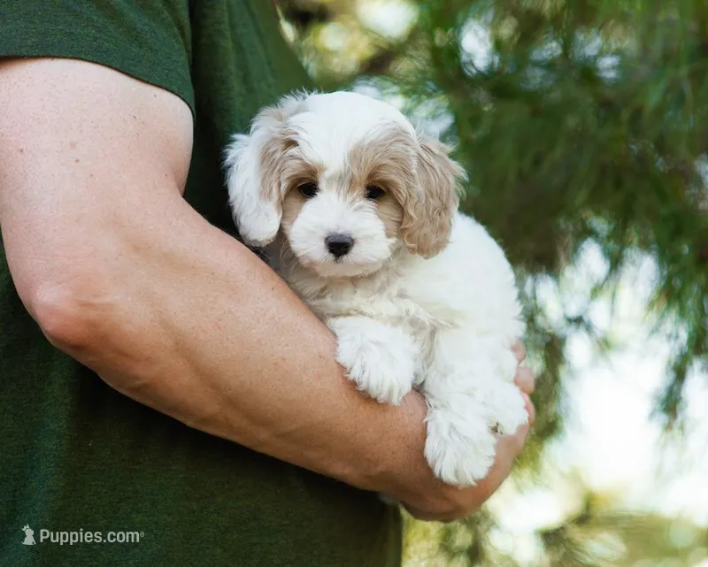 Latte – Cavapoo puppy for sale in Thatcher, AZ