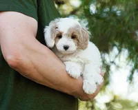 Latte, a female Cavapoo for sale in Thatcher, AZ – 1 of 10